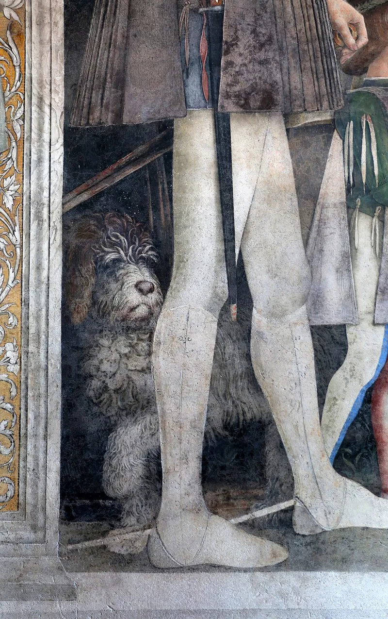 Lagotto Romagnolo fotoğraf 6