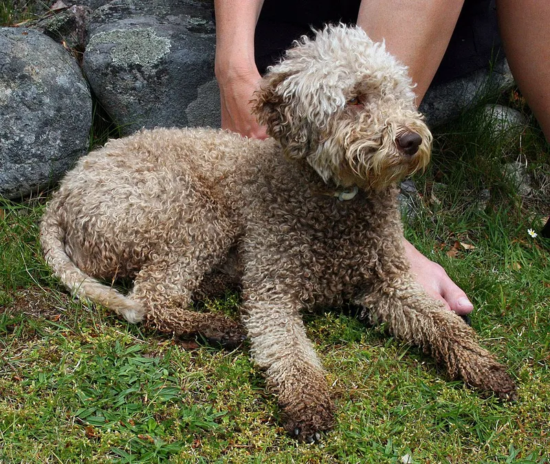 Lagotto Romagnolo fotoğraf 7