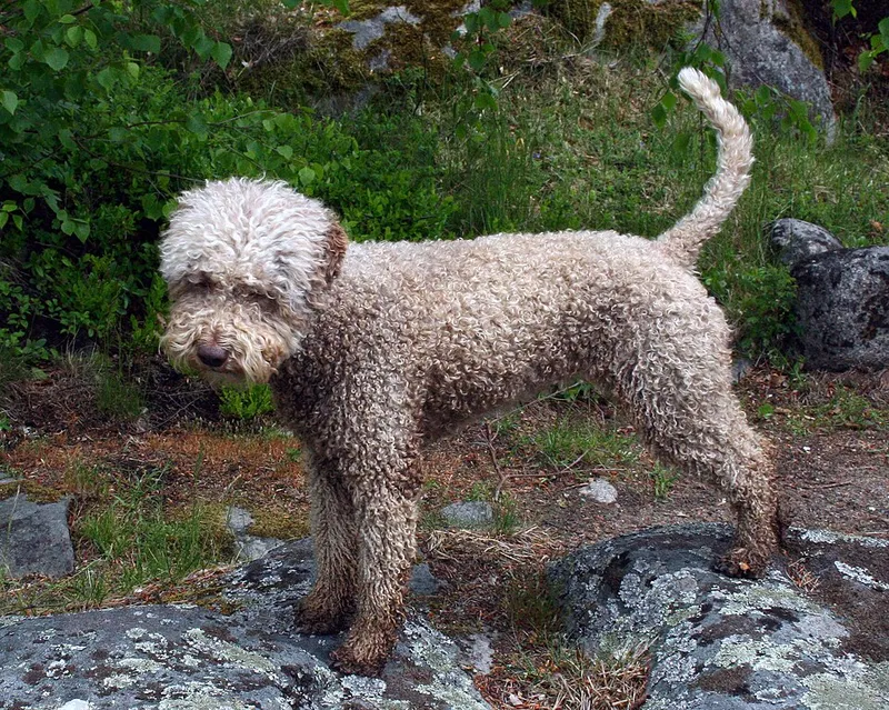 Lagotto Romagnolo fotoğraf 8