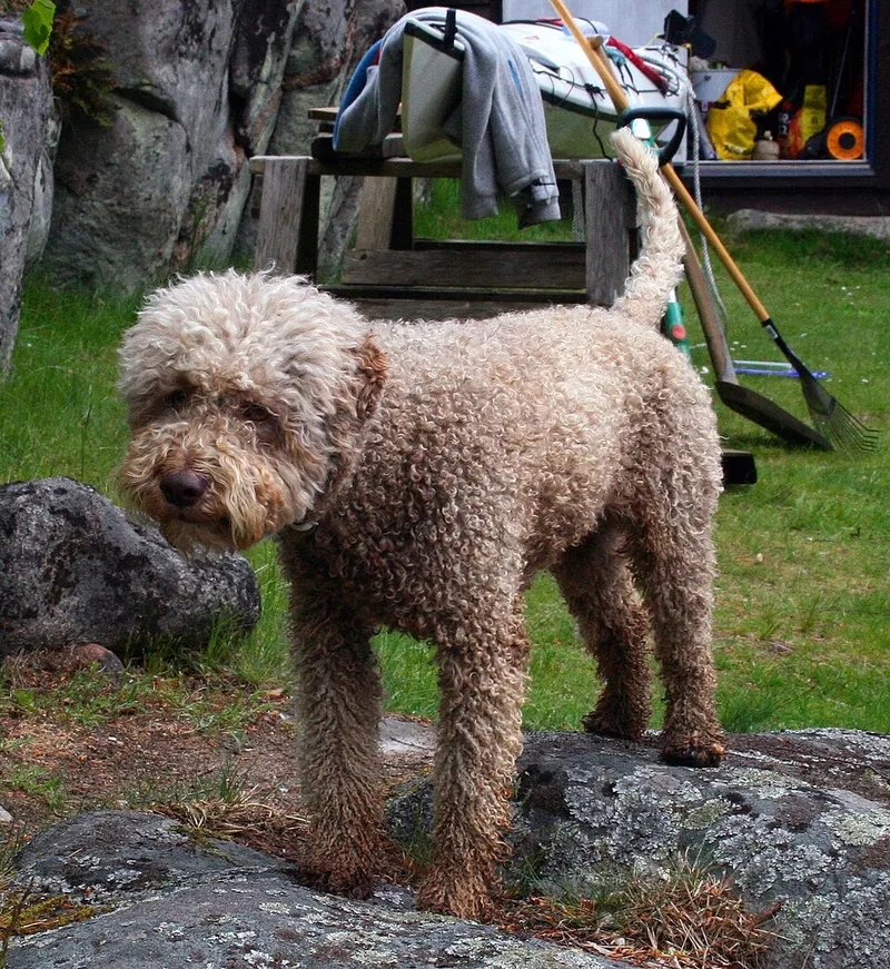 Lagotto Romagnolo fotoğraf 9