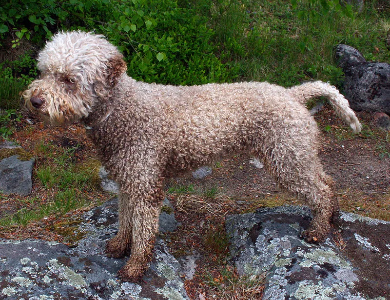 Lagotto Romagnolo fotoğraf 10