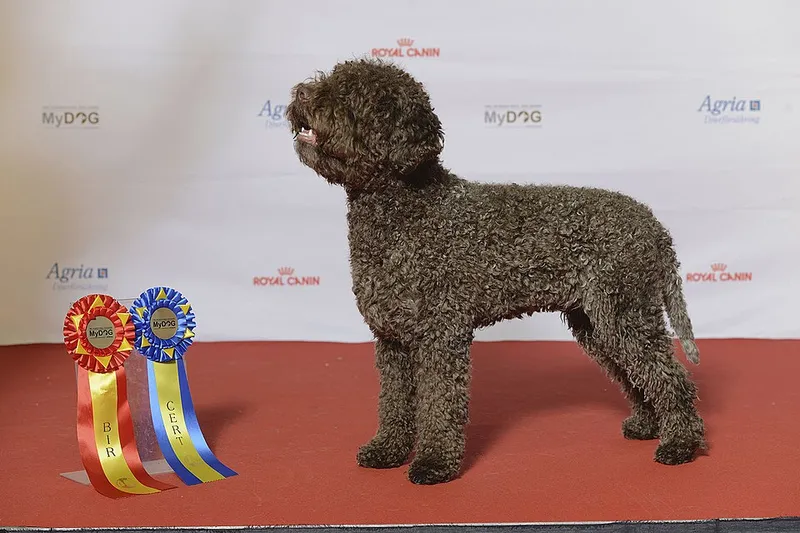 Lagotto Romagnolo fotoğraf 11