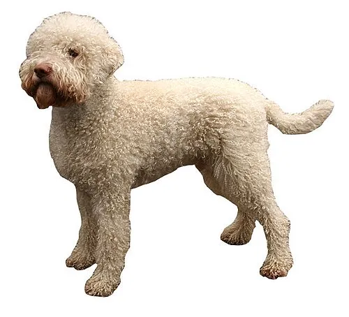 Lagotto Romagnolo fotoğraf 12