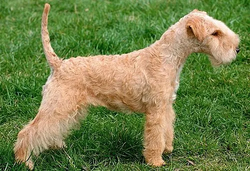 Lakeland Terrier fotoğraf 1