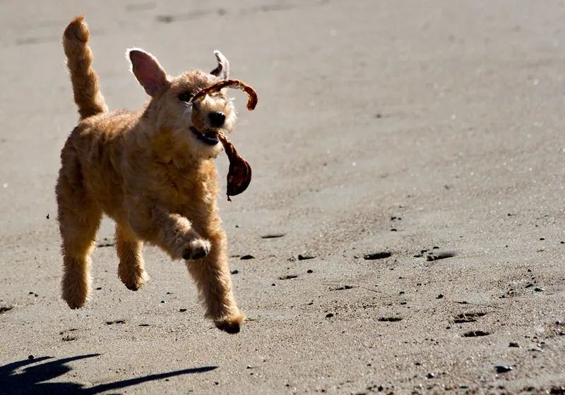 Lakeland Terrier fotoğraf 3