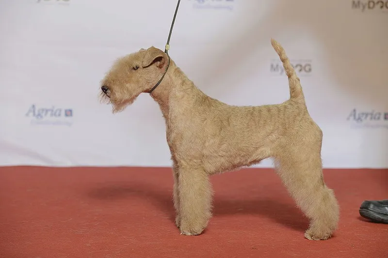 Lakeland Terrier fotoğraf 4
