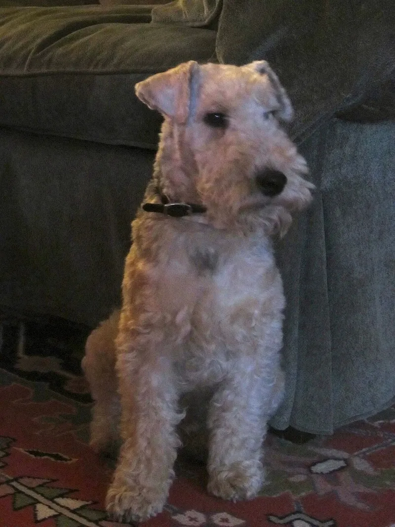 Lakeland Terrier fotoğraf 5