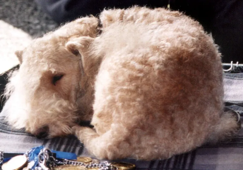 Lakeland Terrier fotoğraf 6