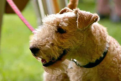 Lakeland Terrier fotoğraf 7