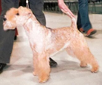 Lakeland Terrier fotoğraf 8