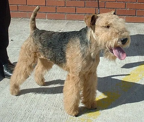Lakeland Terrier fotoğraf 9
