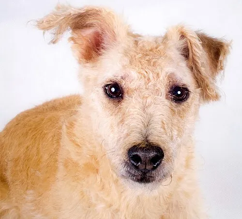 Lakeland Terrier fotoğraf 10