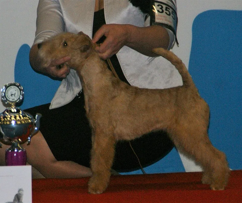Lakeland Terrier fotoğraf 11