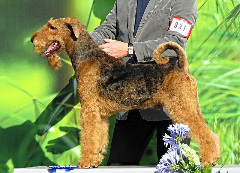 Lakeland Terrier fotoğraf 12