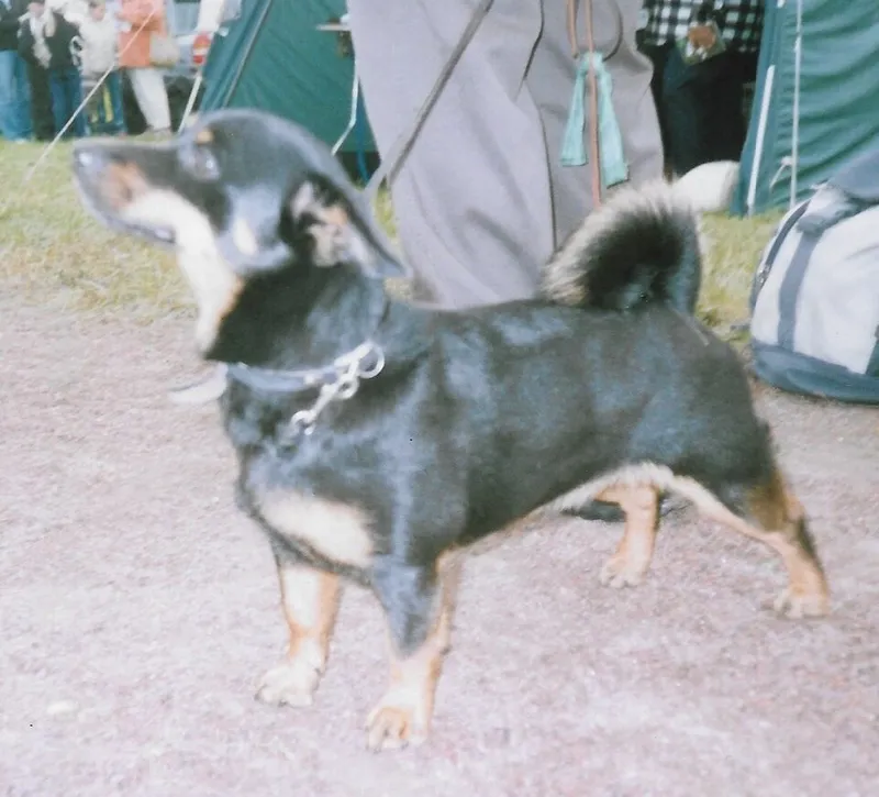 Lancashire Heeler fotoğraf 1