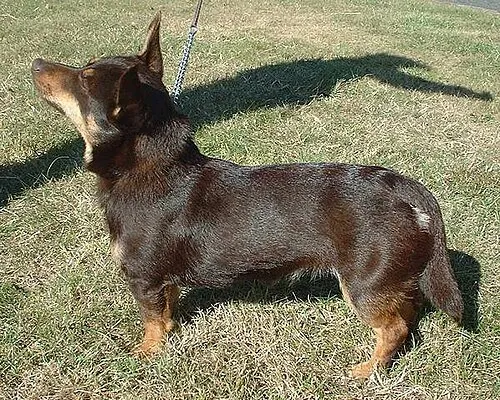 Lancashire Heeler fotoğraf 4