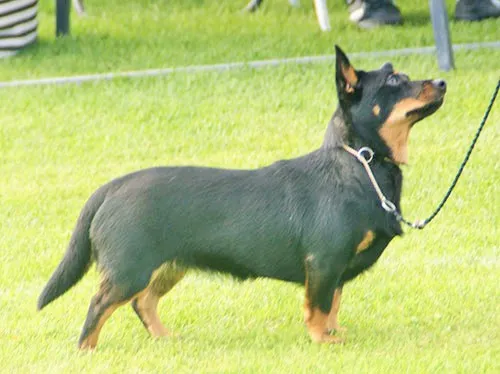 Lancashire Heeler fotoğraf 5