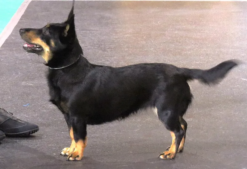 Lancashire Heeler fotoğraf 6
