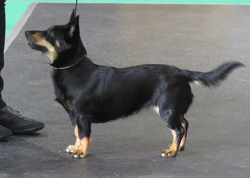 Lancashire Heeler fotoğraf 7