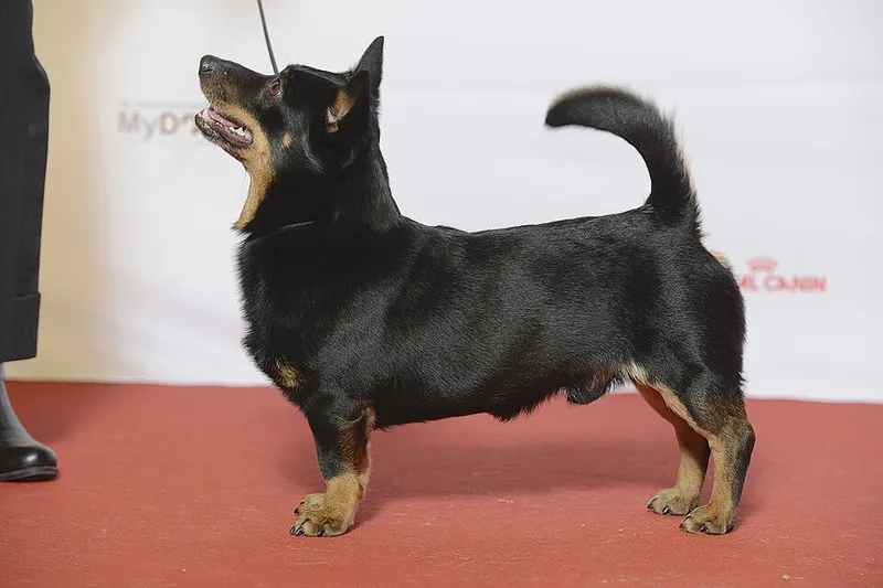 Lancashire Heeler fotoğraf 8