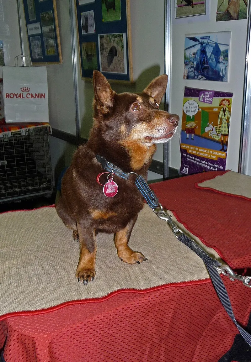 Lancashire Heeler fotoğraf 9