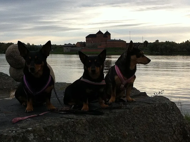 Lancashire Heeler fotoğraf 10