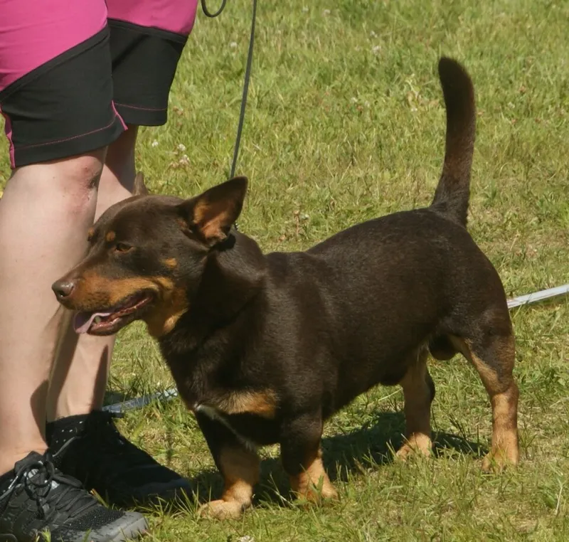 Lancashire Heeler fotoğraf 11