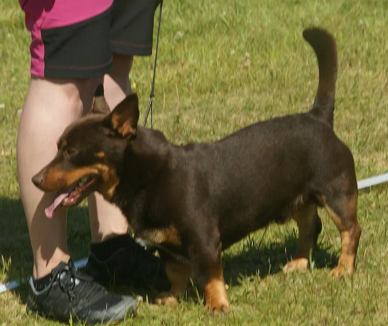 Lancashire Heeler fotoğraf 12