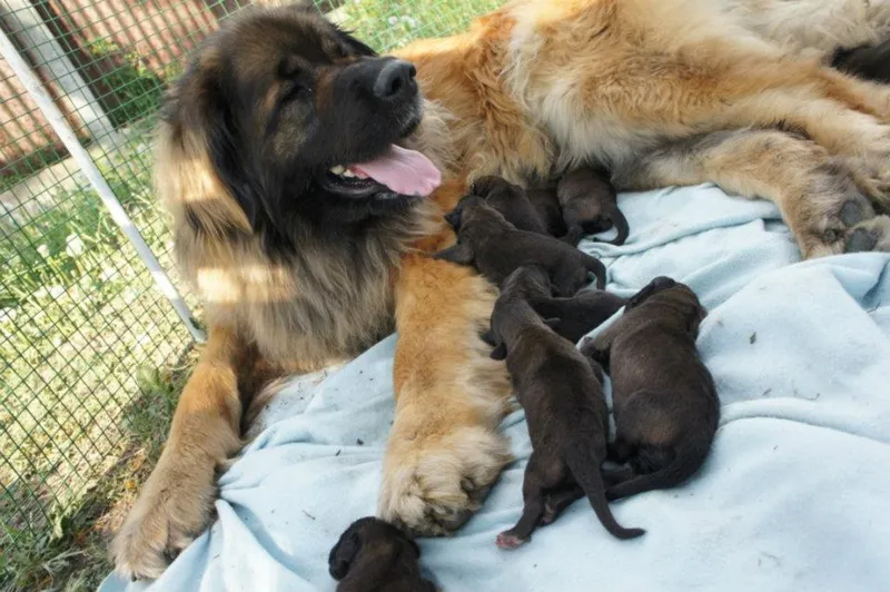 Leonberger fotoğraf 3