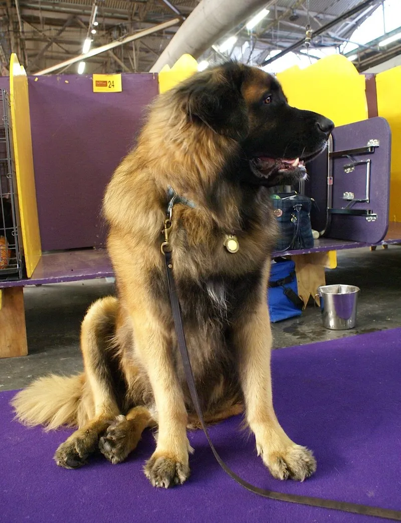 Leonberger fotoğraf 4