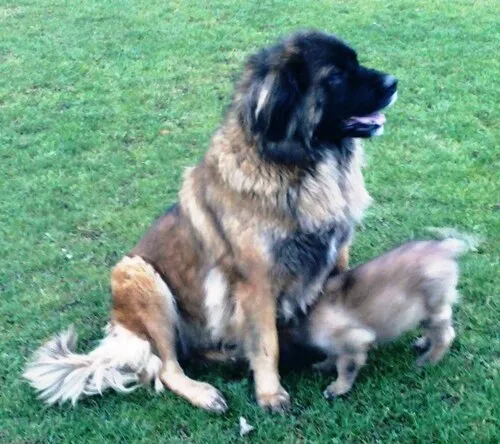 Leonberger fotoğraf 5