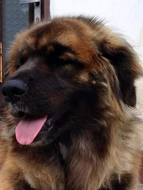 Leonberger fotoğraf 6
