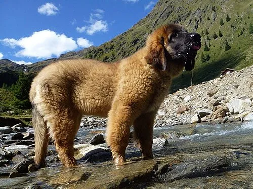 Leonberger fotoğraf 7
