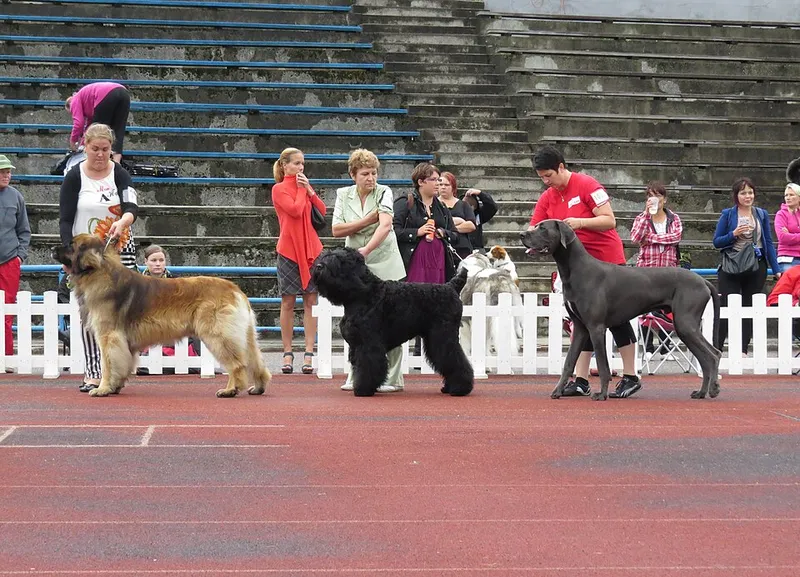 Leonberger fotoğraf 8