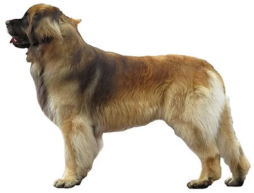 Leonberger fotoğraf 9