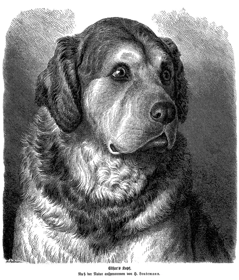 Leonberger fotoğraf 10
