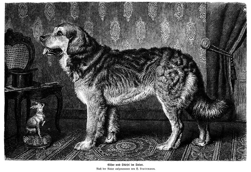 Leonberger fotoğraf 11