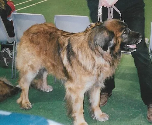 Leonberger fotoğraf 12