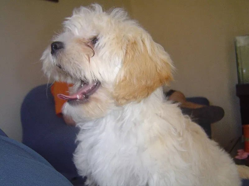 Lhasa Apso fotoğraf 1