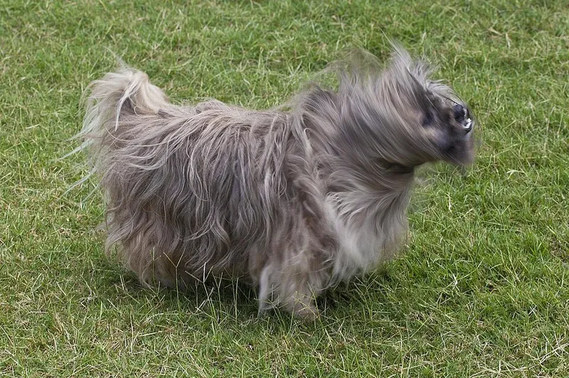 Lhasa Apso fotoğraf 2