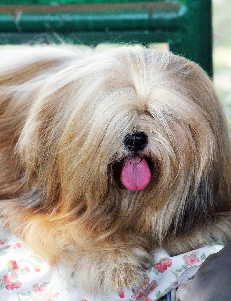 Lhasa Apso fotoğraf 3