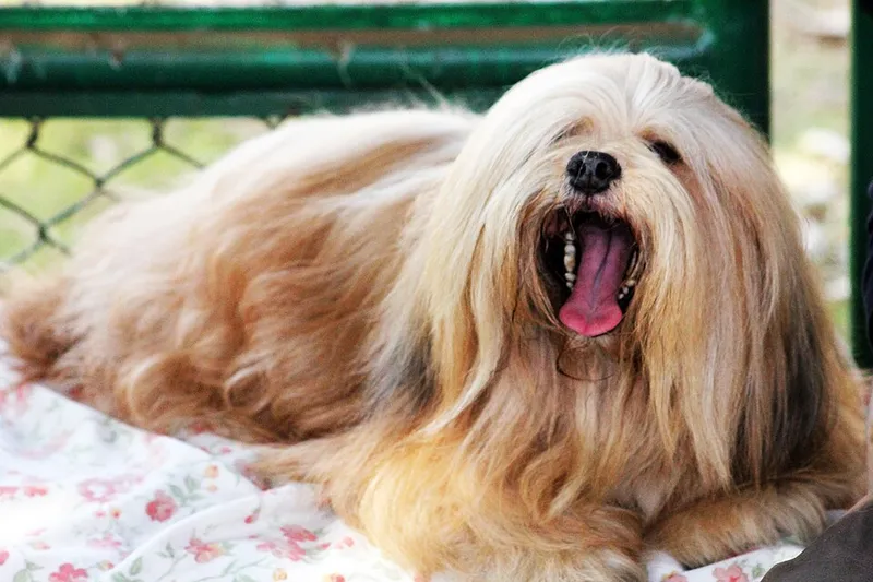 Lhasa Apso fotoğraf 4