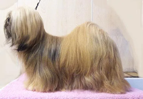 Lhasa Apso fotoğraf 5