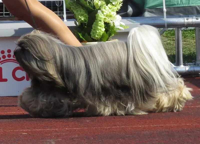Lhasa Apso fotoğraf 6