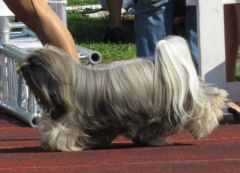 Lhasa Apso fotoğraf 7