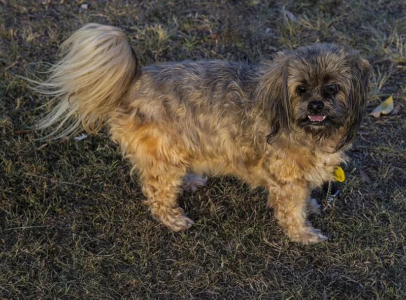 Lhasa Apso fotoğraf 8