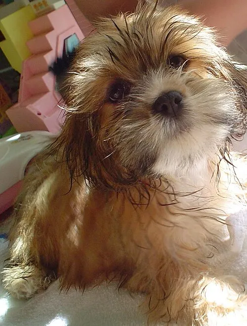 Lhasa Apso fotoğraf 9