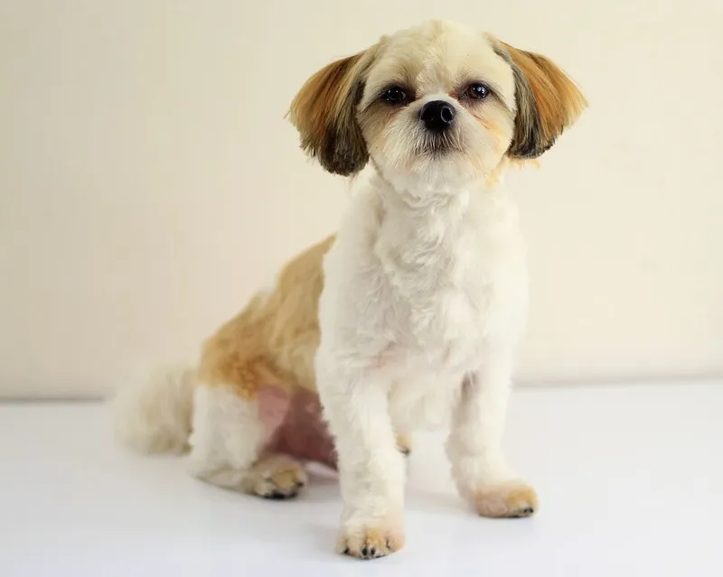 Lhasa Apso fotoğraf 10
