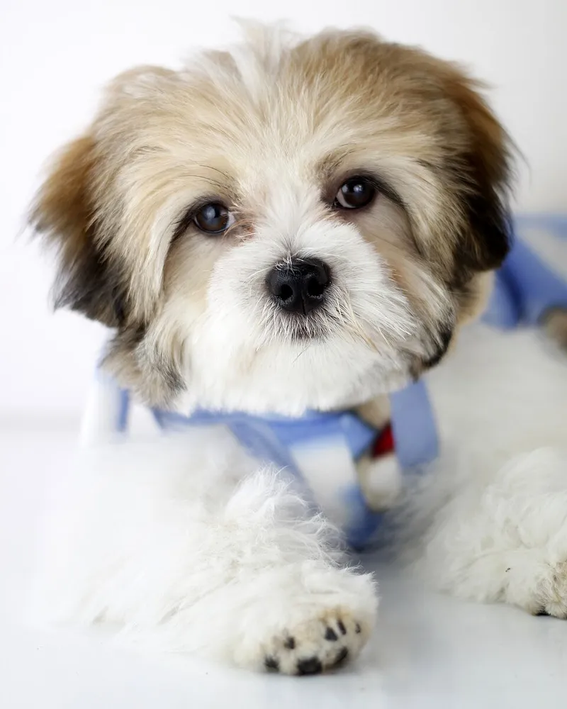 Lhasa Apso fotoğraf 11