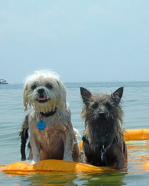 Lhasa Apso fotoğraf 12